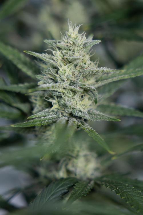 Monster Dwarf #2 Auto - Zamnesia x B&B. Week 7 - Monster Dwarf - Bloom - Week 7/8 - LST