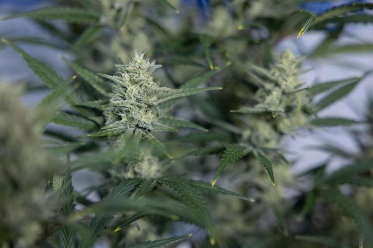 Monster Dwarf #2 Auto - Zamnesia x B&B. Week 7 - Monster Dwarf - Bloom - Week 7/8 - LST