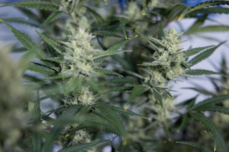 Monster Dwarf #2 Auto - Zamnesia x B&B. Week 7 - Monster Dwarf - Bloom - Week 7/8 - LST