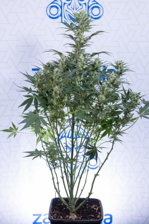 Monster Dwarf #1 Auto - Zamnesia x B&B. Week 7 - Monster Dwarf - Bloom - Week 7/8