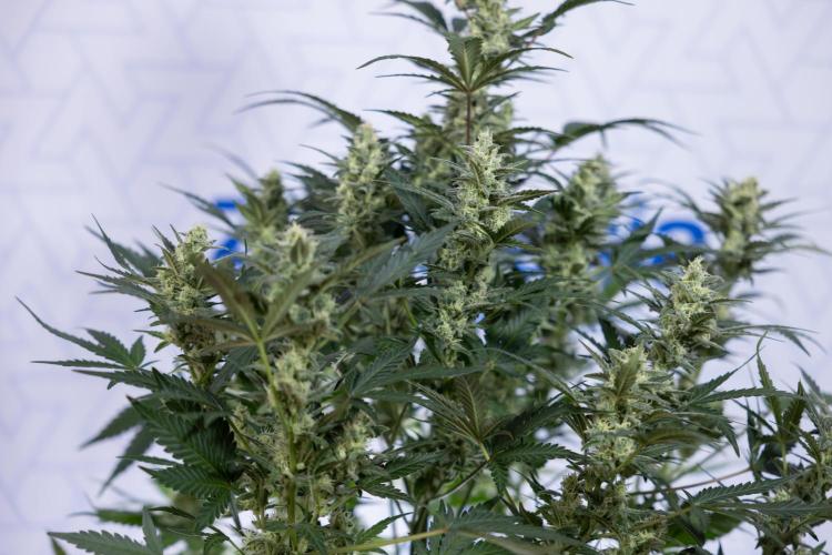 Monster Dwarf #1 Auto - Zamnesia x B&B. Week 7 - Monster Dwarf - Bloom - Week 7/8