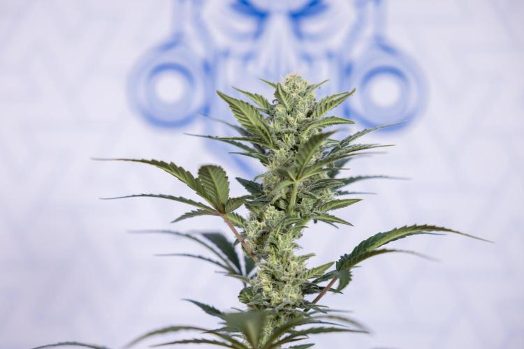 Monster Dwarf #1 Auto - Zamnesia x B&B. Week 7 - Monster Dwarf - Bloom - Week 7/8