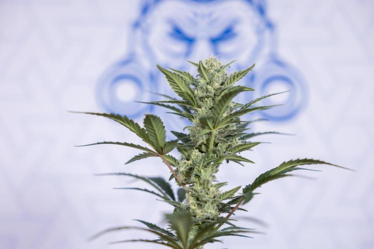 Monster Dwarf #1 Auto - Zamnesia x B&B. Week 7 - Monster Dwarf - Bloom - Week 7/8