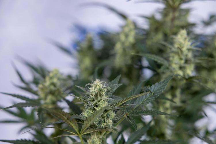 Monster Dwarf #1 Auto - Zamnesia x B&B. Week 7 - Monster Dwarf - Bloom - Week 7/8