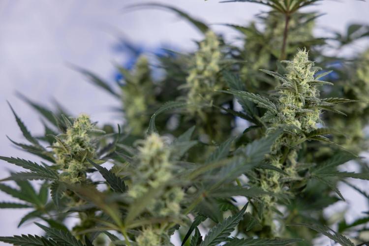 Monster Dwarf #1 Auto - Zamnesia x B&B. Week 7 - Monster Dwarf - Bloom - Week 7/8