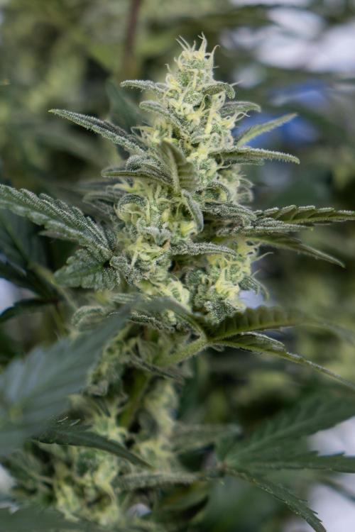 Monster Dwarf #1 Auto - Zamnesia x B&B. Week 7 - Monster Dwarf - Bloom - Week 7/8