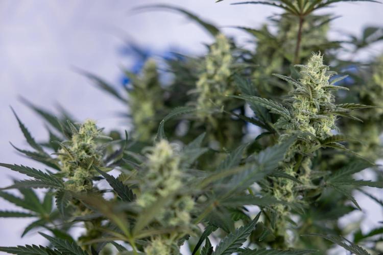 Monster Dwarf #1 Auto - Zamnesia x B&B. Week 7 - Monster Dwarf - Bloom - Week 7/8