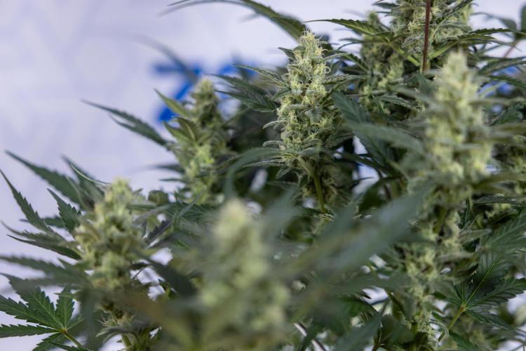 Monster Dwarf #1 Auto - Zamnesia x B&B. Week 7 - Monster Dwarf - Bloom - Week 7/8