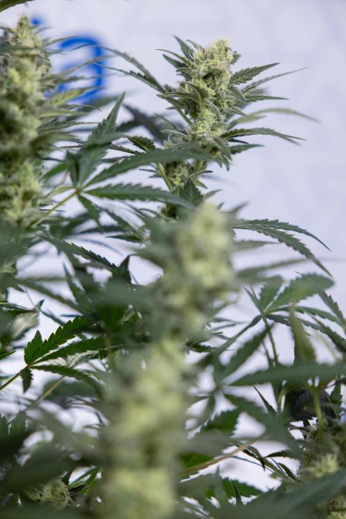 Monster Dwarf #1 Auto - Zamnesia x B&B. Week 7 - Monster Dwarf - Bloom - Week 7/8