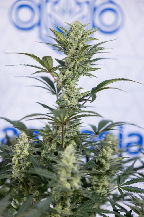 Monster Dwarf #1 Auto - Zamnesia x B&B. Week 7 - Monster Dwarf - Bloom - Week 7/8