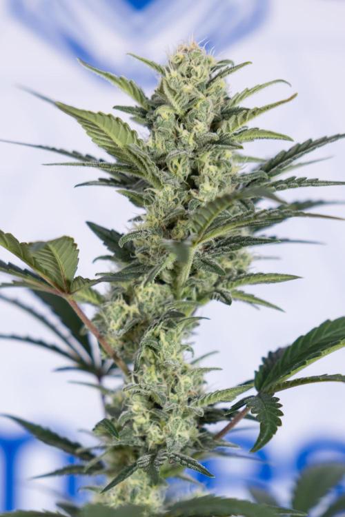 Monster Dwarf #1 Auto - Zamnesia x B&B. Week 7 - Monster Dwarf - Bloom - Week 7/8