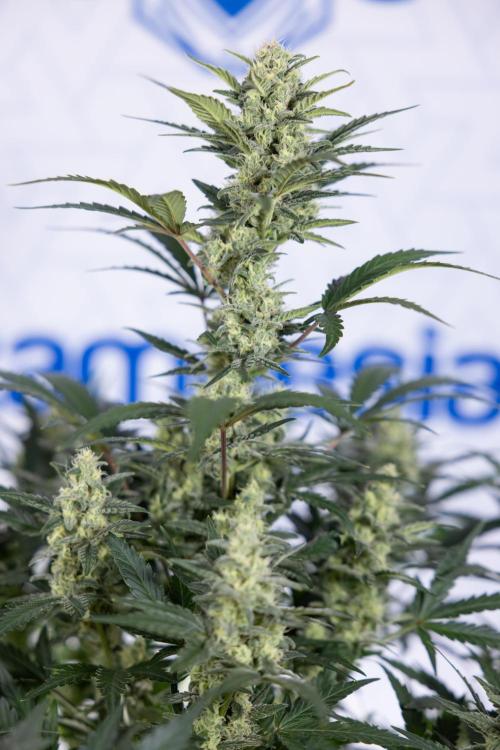 Monster Dwarf #1 Auto - Zamnesia x B&B. Week 7 - Monster Dwarf - Bloom - Week 7/8