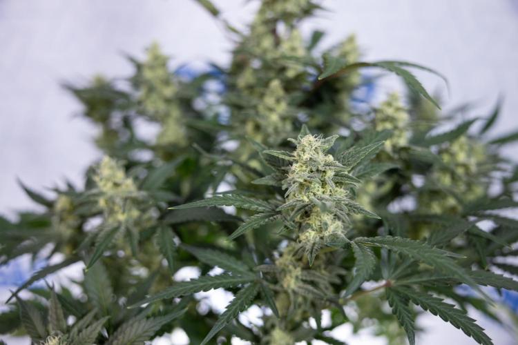 Monster Dwarf #1 Auto - Zamnesia x B&B. Week 7 - Monster Dwarf - Bloom - Week 7/8