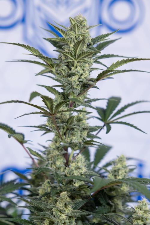 Monster Dwarf #1 Auto - Zamnesia x B&B. Week 7 - Monster Dwarf - Bloom - Week 7/8