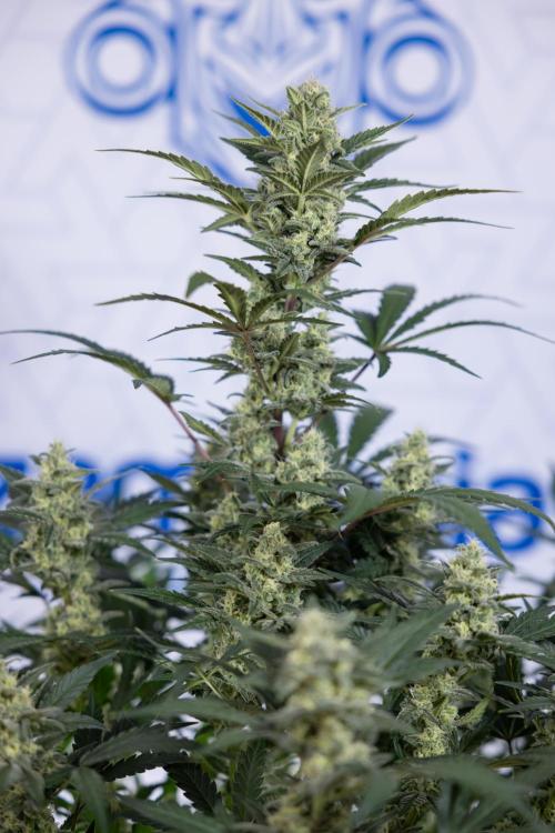 Monster Dwarf #1 Auto - Zamnesia x B&B. Week 7 - Monster Dwarf - Bloom - Week 7/8