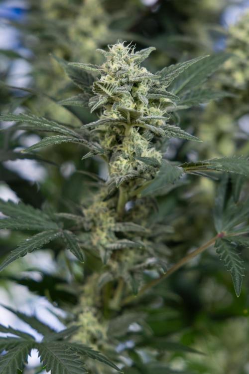 Monster Dwarf #1 Auto - Zamnesia x B&B. Week 7 - Monster Dwarf - Bloom - Week 7/8