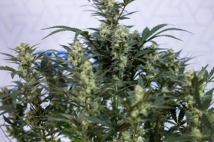 Monster Dwarf #1 Auto - Zamnesia x B&B. Week 7 - Monster Dwarf - Bloom - Week 7/8