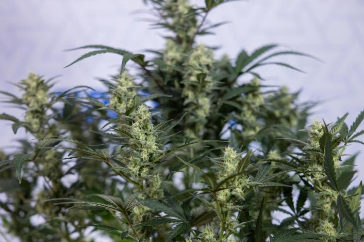 Monster Dwarf #1 Auto - Zamnesia x B&B. Week 7 - Monster Dwarf - Bloom - Week 7/8