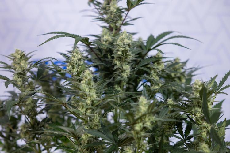 Monster Dwarf #1 Auto - Zamnesia x B&B. Week 7 - Monster Dwarf - Bloom - Week 7/8