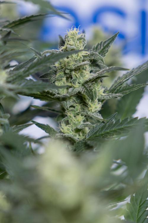 Monster Dwarf #1 Auto - Zamnesia x B&B. Week 7 - Monster Dwarf - Bloom - Week 7/8