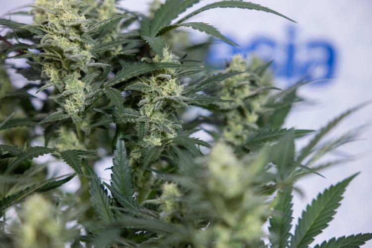 Monster Dwarf #1 Auto - Zamnesia x B&B. Week 7 - Monster Dwarf - Bloom - Week 7/8