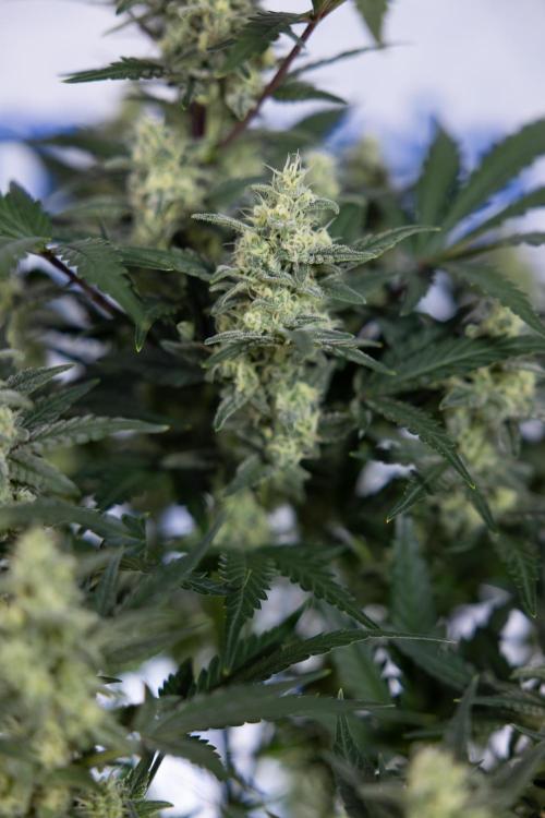 Monster Dwarf #1 Auto - Zamnesia x B&B. Week 7 - Monster Dwarf - Bloom - Week 7/8