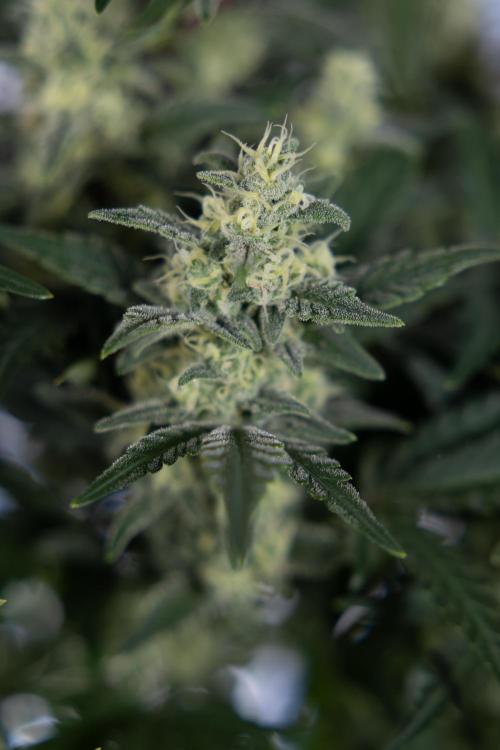 Monster Dwarf #1 Auto - Zamnesia x B&B. Week 7 - Monster Dwarf - Bloom - Week 7/8