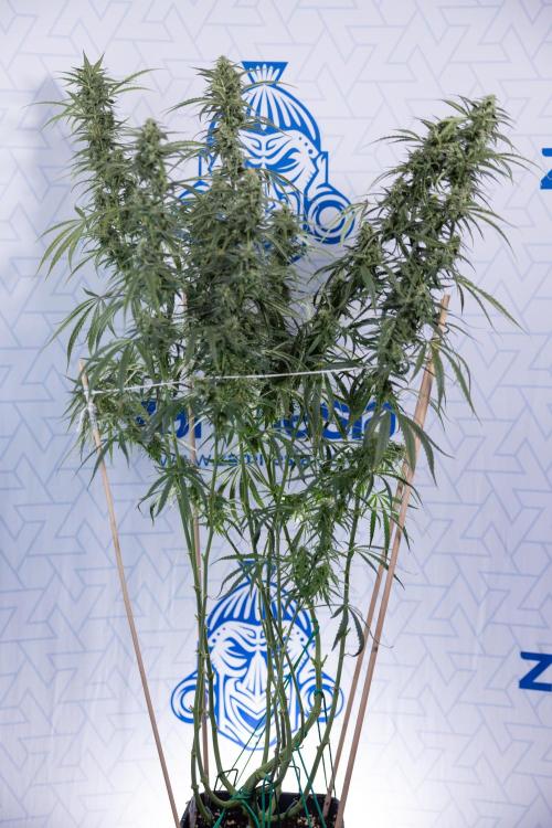 Karen Kush Auto #2 - Zamnesia x B&B. Week 7 - Karen kush #2 - LST - Week 8 - Bloom