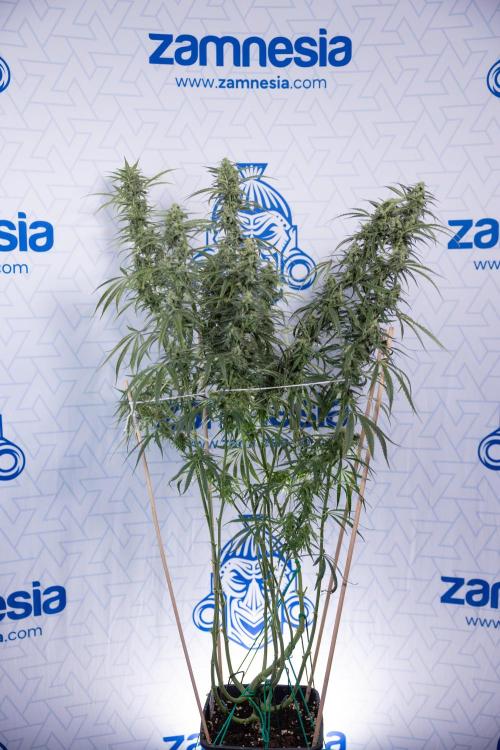 Karen Kush Auto #2 - Zamnesia x B&B. Week 7 - Karen kush #2 - LST - Week 8 - Bloom