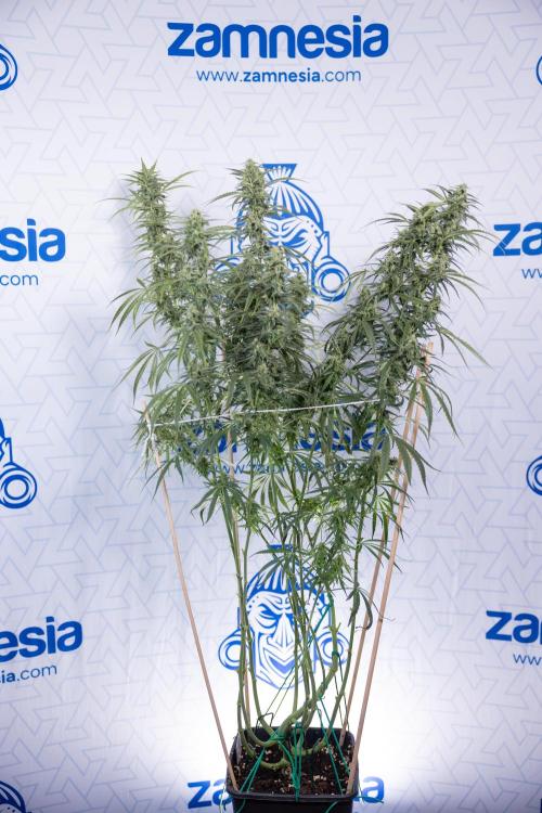 Karen Kush Auto #2 - Zamnesia x B&B. Week 7 - Karen kush #2 - LST - Week 8 - Bloom