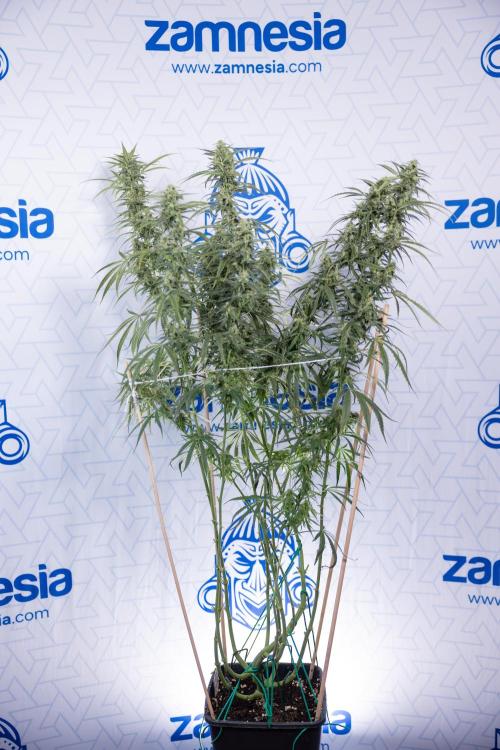 Karen Kush Auto #2 - Zamnesia x B&B. Week 7 - Karen kush #2 - LST - Week 8 - Bloom