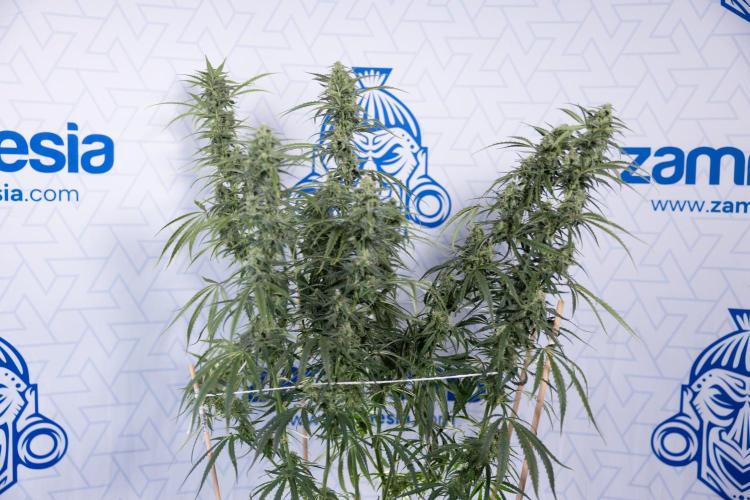 Karen Kush Auto #2 - Zamnesia x B&B. Week 7 - Karen kush #2 - LST - Week 8 - Bloom