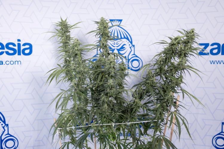 Karen Kush Auto #2 - Zamnesia x B&B. Week 7 - Karen kush #2 - LST - Week 8 - Bloom