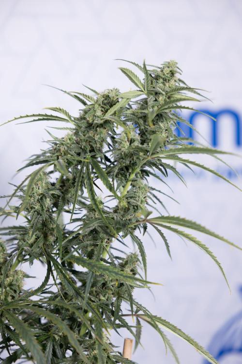 Karen Kush Auto #2 - Zamnesia x B&B. Week 7 - Karen kush #2 - LST - Week 8 - Bloom