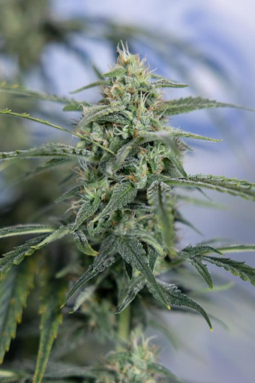 Karen Kush Auto #2 - Zamnesia x B&B. Week 7 - Karen kush #2 - LST - Week 8 - Bloom