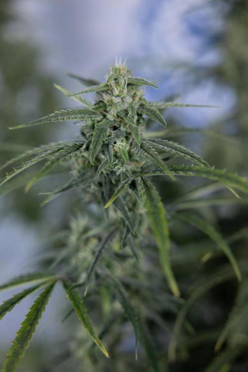 Karen Kush Auto #2 - Zamnesia x B&B. Week 7 - Karen kush #2 - LST - Week 8 - Bloom