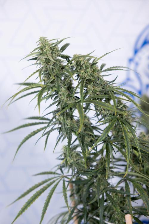 Karen Kush Auto #2 - Zamnesia x B&B. Week 7 - Karen kush #2 - LST - Week 8 - Bloom