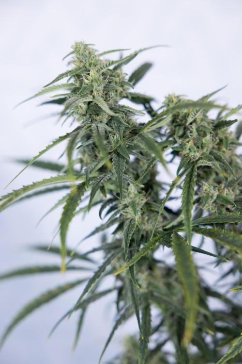 Karen Kush Auto #2 - Zamnesia x B&B. Week 7 - Karen kush #2 - LST - Week 8 - Bloom