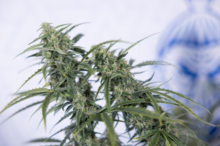 Karen Kush Auto #2 - Zamnesia x B&B. Week 7 - Karen kush #2 - LST - Week 8 - Bloom