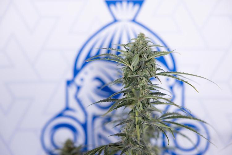 Karen Kush Auto #2 - Zamnesia x B&B. Week 7 - Karen kush #2 - LST - Week 8 - Bloom