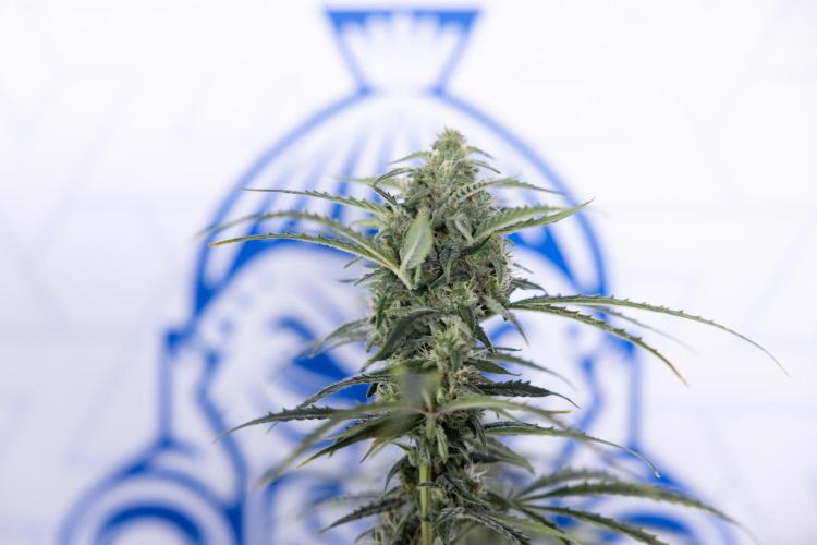 Karen Kush Auto #2 - Zamnesia x B&B. Week 7 - Karen kush #2 - LST - Week 8 - Bloom