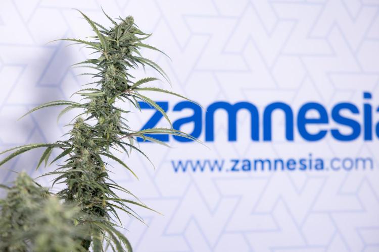 Karen Kush Auto #2 - Zamnesia x B&B. Week 7 - Karen kush #2 - LST - Week 8 - Bloom