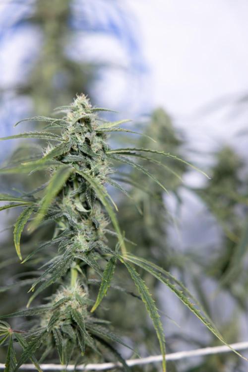 Karen Kush Auto #2 - Zamnesia x B&B. Week 7 - Karen kush #2 - LST - Week 8 - Bloom