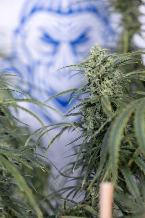 Karen Kush Auto #2 - Zamnesia x B&B. Week 7 - Karen kush #2 - LST - Week 8 - Bloom