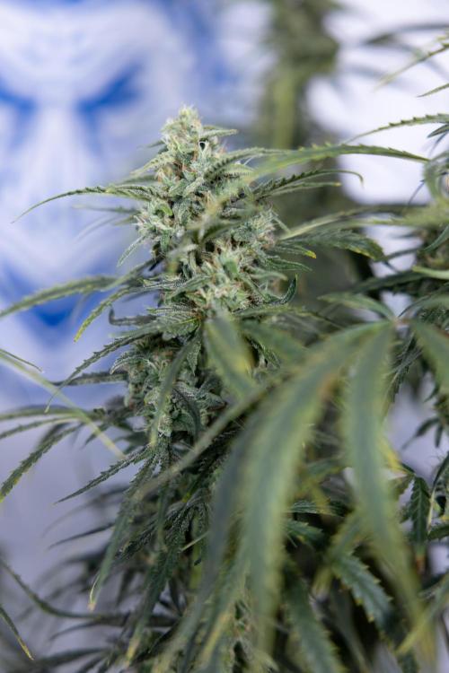 Karen Kush Auto #2 - Zamnesia x B&B. Week 7