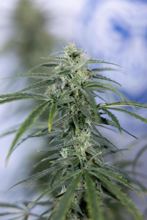 Karen Kush Auto #2 - Zamnesia x B&B. Week 7 - Karen kush #2 - LST - Week 8 - Bloom