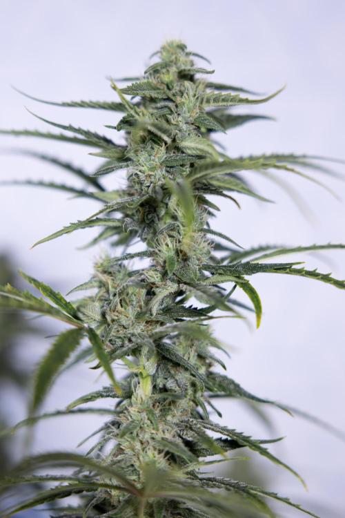 Karen Kush Auto #2 - Zamnesia x B&B. Week 7 - Karen kush #2 - LST - Week 8 - Bloom