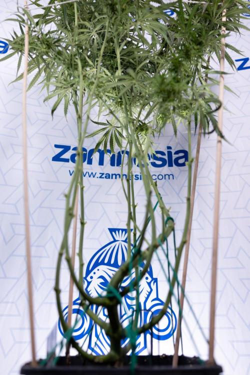 Karen Kush Auto #2 - Zamnesia x B&B. Week 7 - Karen kush #2 - LST - Week 8 - Bloom