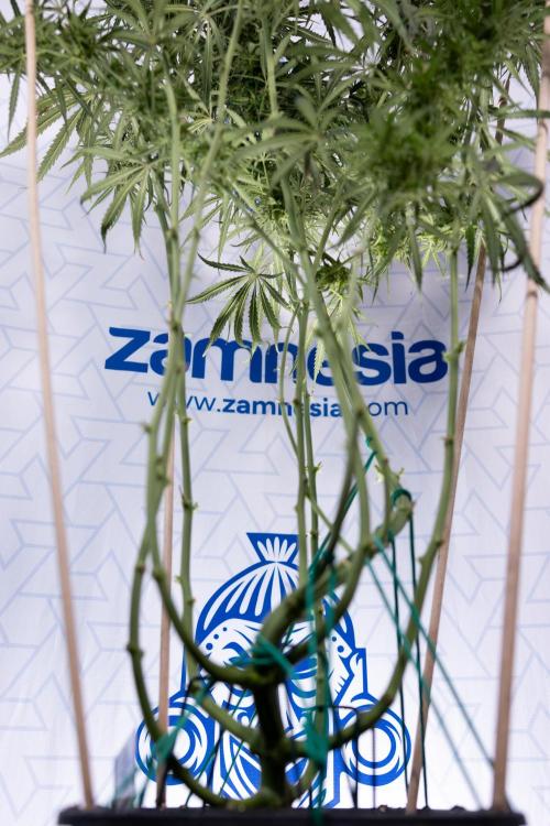 Karen Kush Auto #2 - Zamnesia x B&B. Week 7 - Karen kush #2 - LST - Week 8 - Bloom