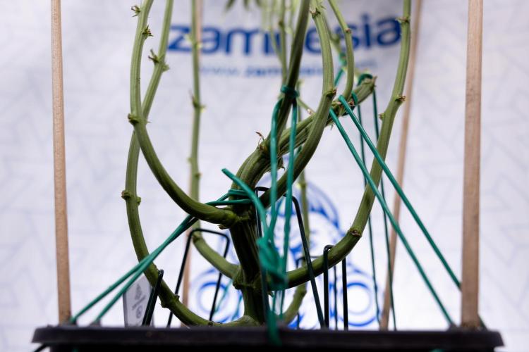 Karen Kush Auto #2 - Zamnesia x B&B. Week 7 - Karen kush #2 - LST - Week 8 - Bloom